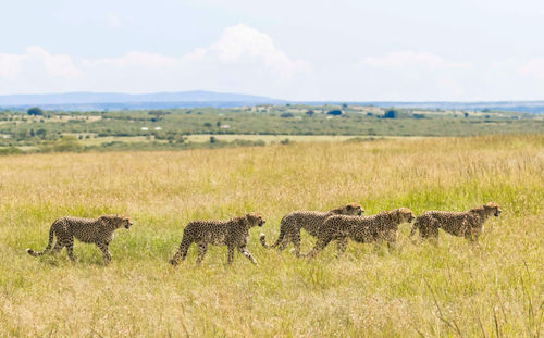 Tano bora or the fast five cheetahs of masai mara