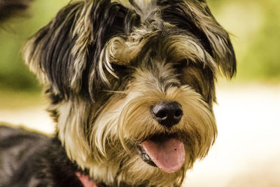 Close-up portrait of dog