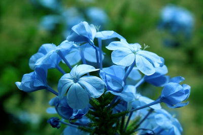 Close-up of blue flowering plant in park