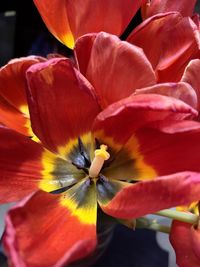 Close-up of red rose flower