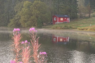 Pink flowering plants by lake against house