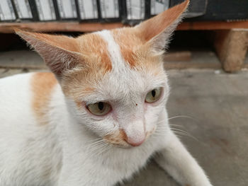 Face of cute wild yellow cat that relaxing on the floor during the day