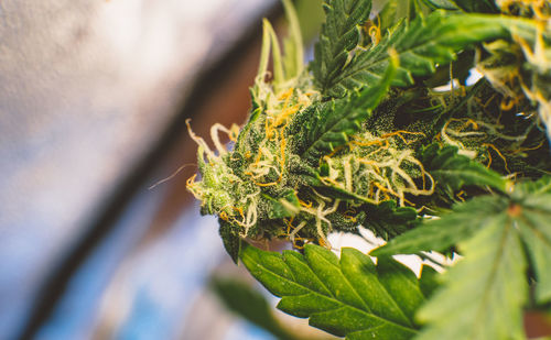 Close-up of fresh green leaves