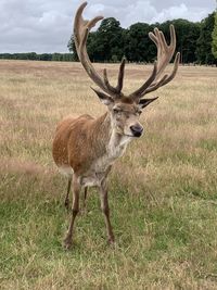 Deer in a field