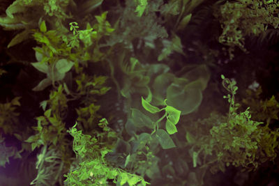 High angle view of fresh green plant