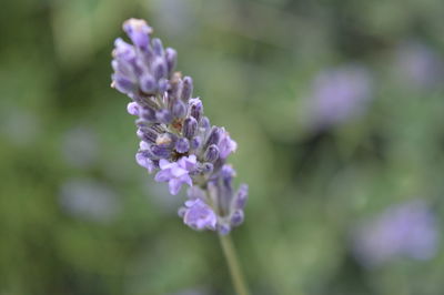 Close-up of lavender blooming outdoors