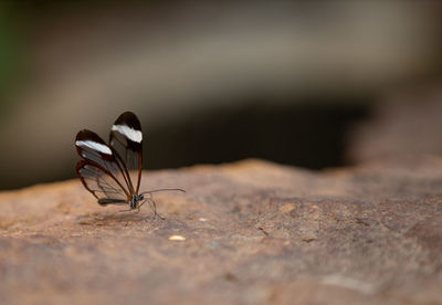 Close-up of butterfly on rock