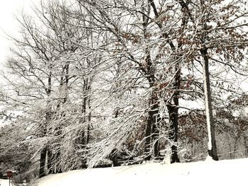 Snow covered trees against sky