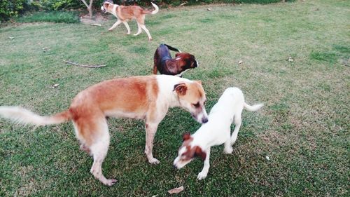 Two dogs on field