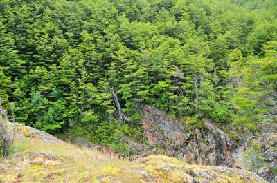 Scenic view of forest