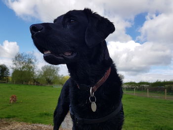 Black dog standing on field against sky