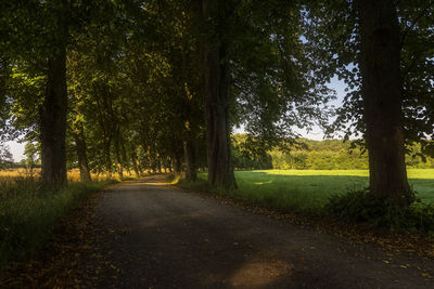 Scenic view of trees against sky