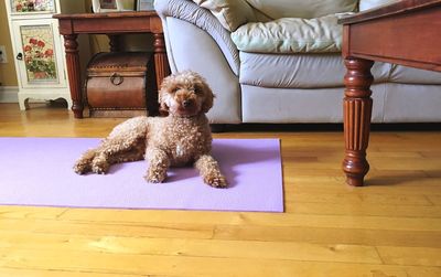 Dog sitting on table at home