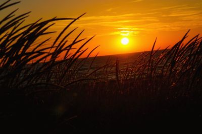 Close-up of silhouette plants on field against orange sky