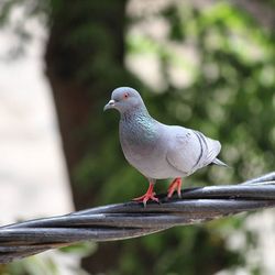 Bird perching on railing