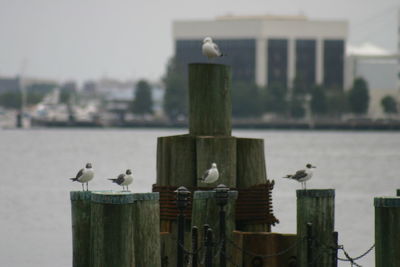 Seagulls perching on wooden post