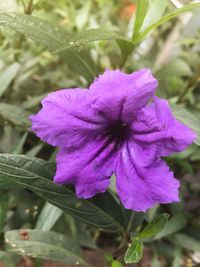 Close-up of purple flower blooming outdoors