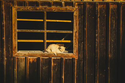 Dog resting on a wooden structure