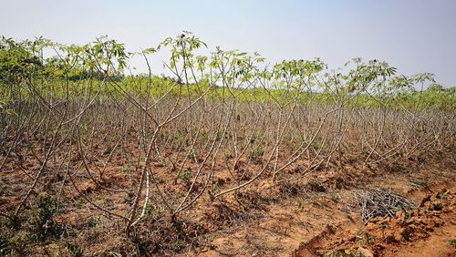 Plants growing on field against clear sky