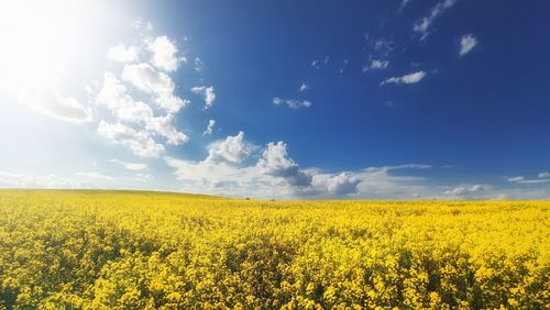 Scenic view of oilseed rape field against sky