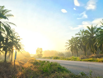 Road by palm trees against sky