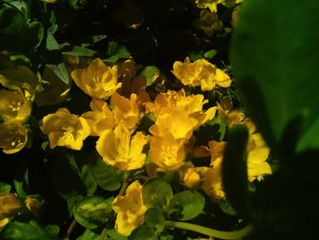 Close-up of yellow flower