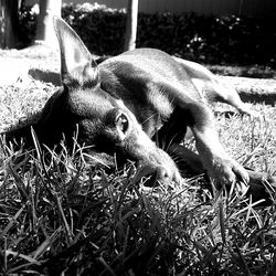 Dog resting on grassy field