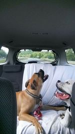 Dog looking through train window