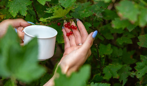 Midsection of woman having food on plant