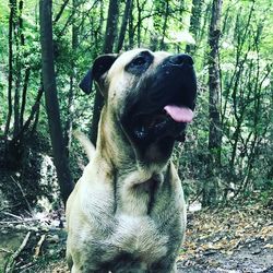 Dog in forest