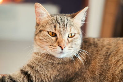 Close-up portrait of cat