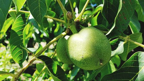 Close-up of fruit growing on tree