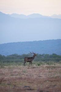 Rusa timorensis at savana baluran national park, indonesia