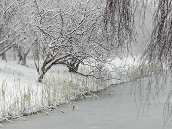 Bare trees on riverbank during winter