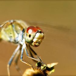 Close-up of insect