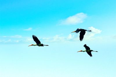 Low angle view of birds flying against sky