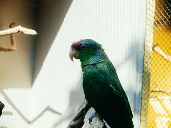 Close-up of parrot perching in cage