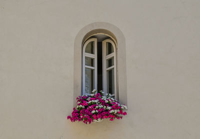 Close-up of an arched window with potted, flowering plants of petunia on the windowsill, italy