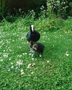 Bird on field