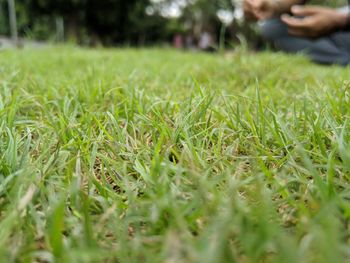 Surface level of grass on field