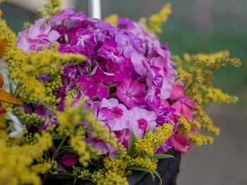 Close-up of pink flowering plant