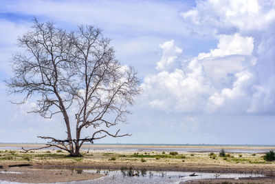 Bare tree on landscape against sky