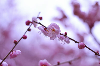 Close-up of cherry blossoms in spring