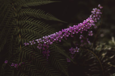 Close-up of purple flowering plants