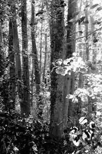 Trees growing in forest