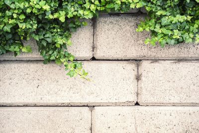 Ivy growing on brick wall