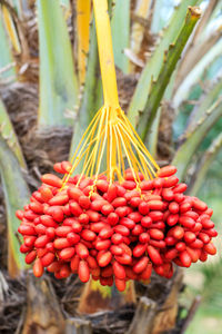 Close-up of cherries on plant