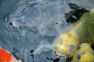 High angle view of fish swimming in water