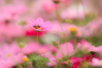 Close-up of pink flowering plant