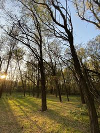 Trees on field against sky